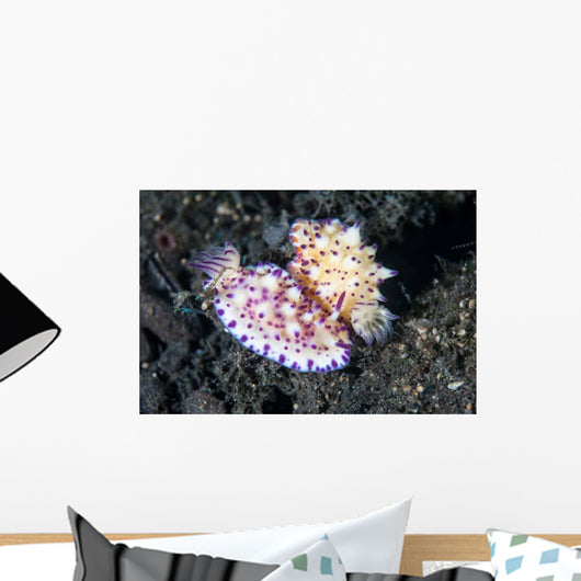Pair Mexichromis Nudibranch Circle Wall Decal
