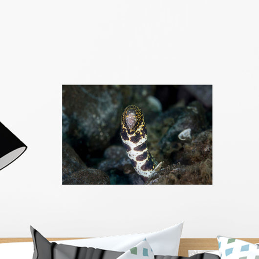Snowflake Moray Eel Pokes Wall Decal Design 2