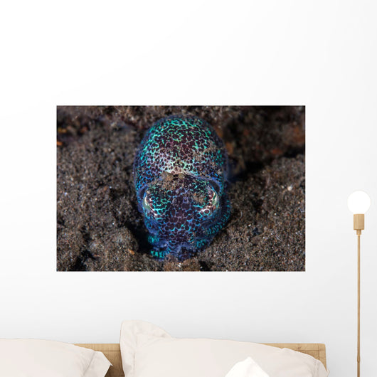 Bobtail Squid Emerges from Wall Decal