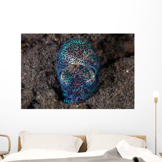 Bobtail Squid Emerges from Wall Decal