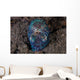 Bobtail Squid Emerges from Wall Decal