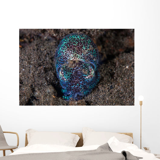 Bobtail Squid Emerges from Wall Decal