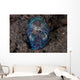Bobtail Squid Emerges from Wall Decal