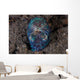 Bobtail Squid Emerges from Wall Decal