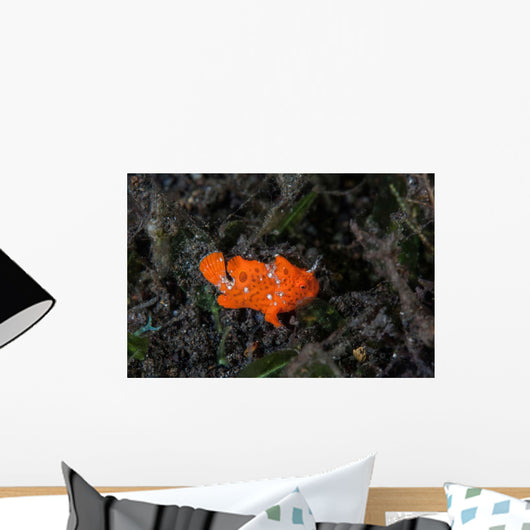 Juvenile Painted Frogfish Seafloor Wall Decal