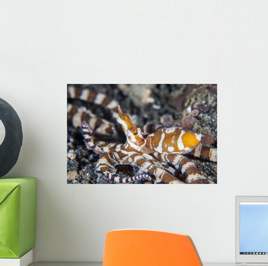 Wonderpus Octopus Lembeh Strait Wall Decal