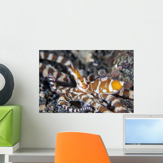 Wonderpus Octopus Lembeh Strait Wall Decal