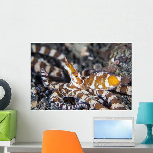 Wonderpus Octopus Lembeh Strait Wall Decal
