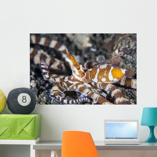 Wonderpus Octopus Lembeh Strait Wall Decal
