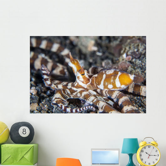 Wonderpus Octopus Lembeh Strait Wall Decal