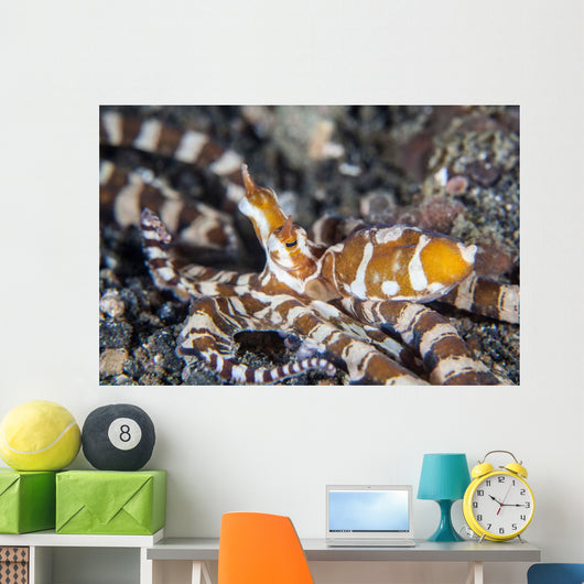 Wonderpus Octopus Lembeh Strait Wall Decal