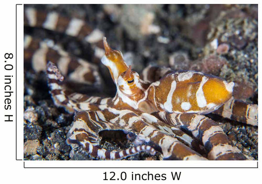 Wonderpus Octopus Lembeh Strait Wall Decal