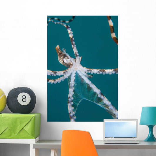 Wonderpus Octopus Found Lembeh Wall Decal Design 2