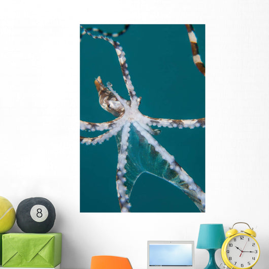 Wonderpus Octopus Found Lembeh Wall Decal Design 2