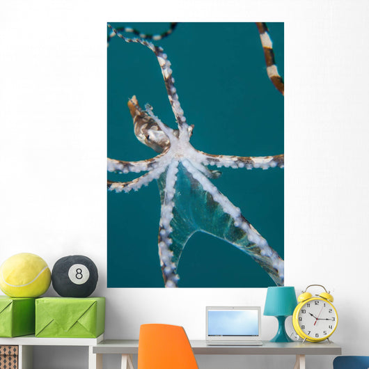 Wonderpus Octopus Found Lembeh Wall Decal Design 2