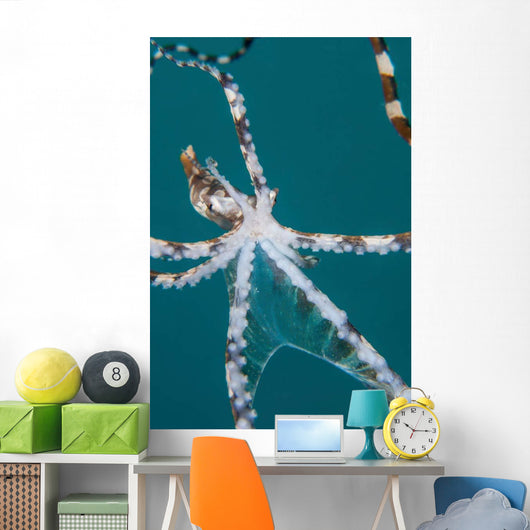 Wonderpus Octopus Found Lembeh Wall Decal Design 2