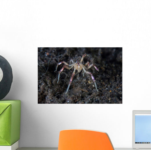 Sea Spider Crawls along Wall Decal