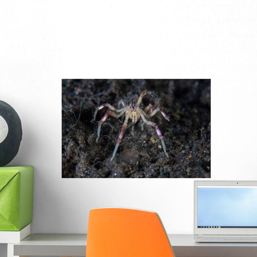 Sea Spider Crawls along Wall Decal