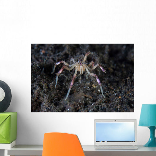 Sea Spider Crawls along Wall Decal