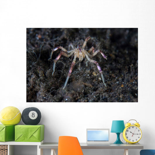 Sea Spider Crawls along Wall Decal