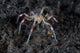 Sea Spider Crawls along Wall Decal