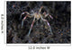 Sea Spider Crawls along Wall Decal