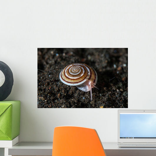 Live Sundial Shell Crawls Wall Decal