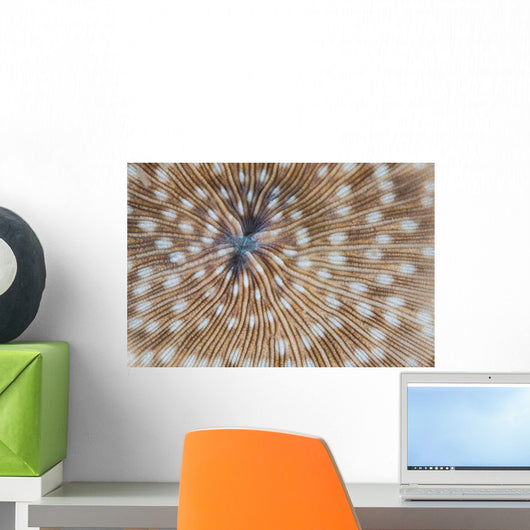 Detail Mushroom Coral Reef Wall Decal Design 2
