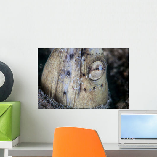 Tiny Cleaner Shrimp Removes Wall Decal Design 1
