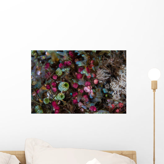 Colorful Tunicates Grow among Wall Decal