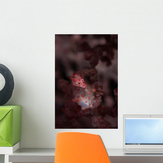 Pygmy Seahorse Clings to Wall Decal