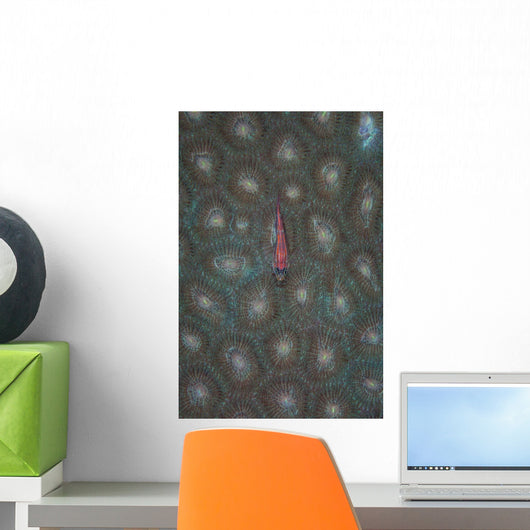 Tiny Ghost Goby Lies Wall Decal