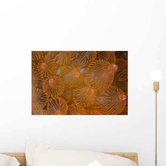 Bulbed Anemone Grows Reef Wall Decal