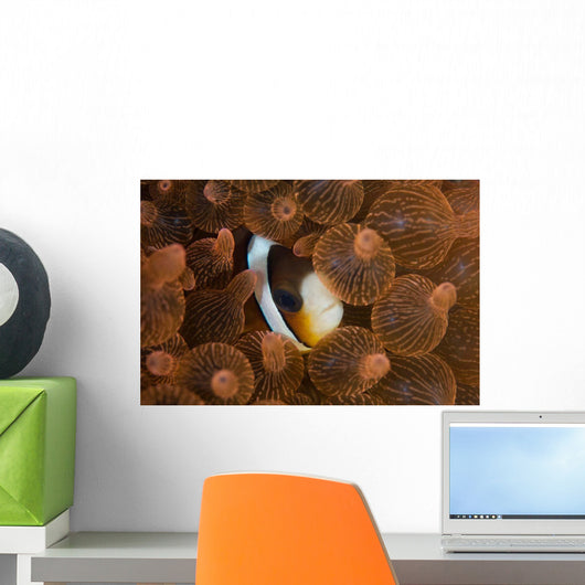 Clark's Anemonefish Nuggles into Wall Decal Design 2