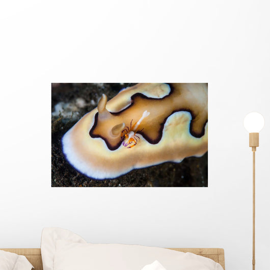 Tiny Emperor Shrimp Nudibranch Wall Decal