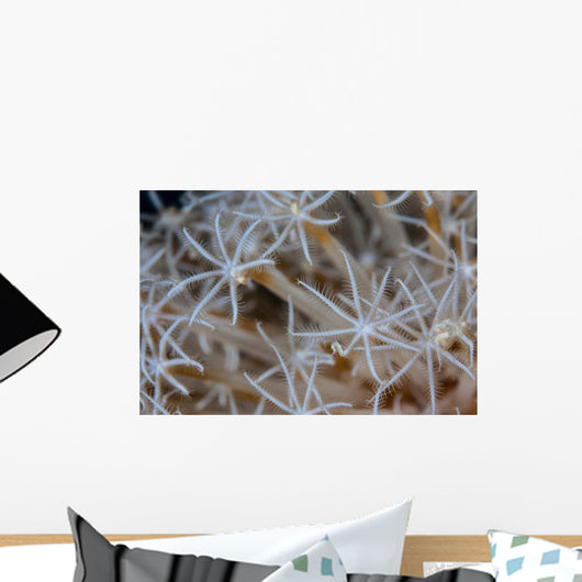 Soft Coral Polyps Growing Wall Decal