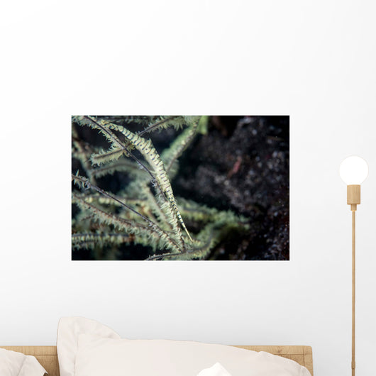 Tozeuma Shrimp Blends into Wall Decal Design 2