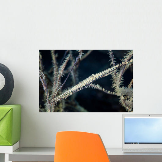 Tozeuma Shrimp Blends into Wall Decal Design 1