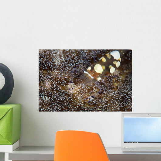 Peacock-tail Anemone Shrimp Sits Wall Decal