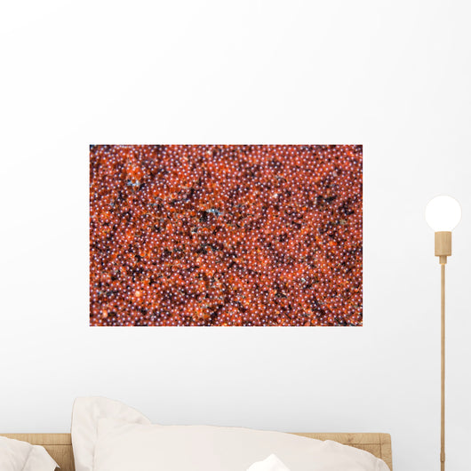 Anemonefish Eggs Develop Seafloor Wall Decal