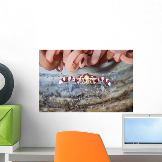 Harlequin Swimming Crab Sits Wall Decal