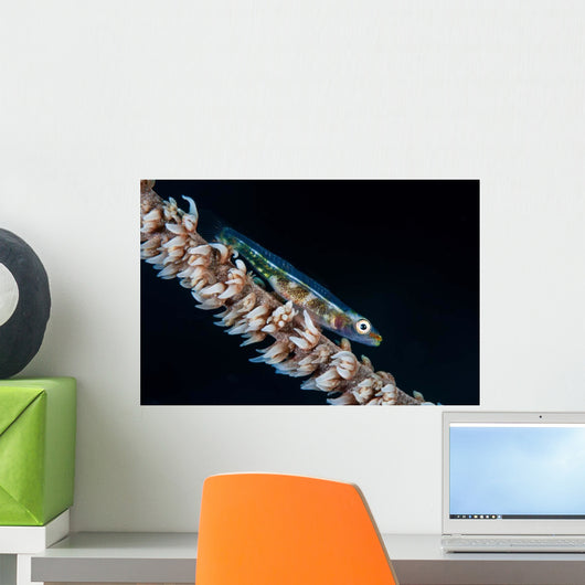 Small Whip Coral Goby Wall Decal