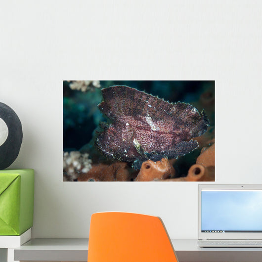 Leaf Scorpionfish Reef Komodo Wall Decal Design 1