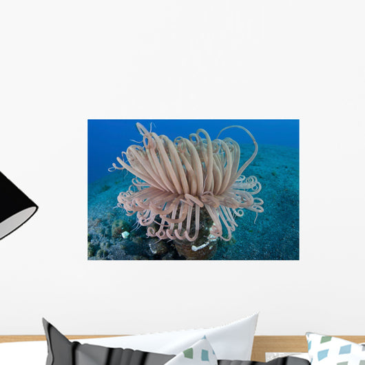 Tube Anemone Grows Sandy Wall Decal Design 1