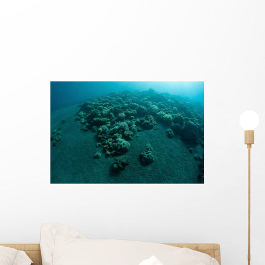 Corals Encroach Black Sand Wall Decal