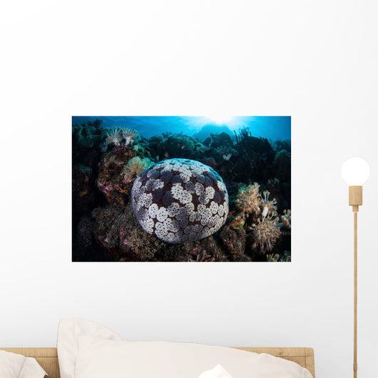 Pin Cushion Starfish Clings Wall Decal