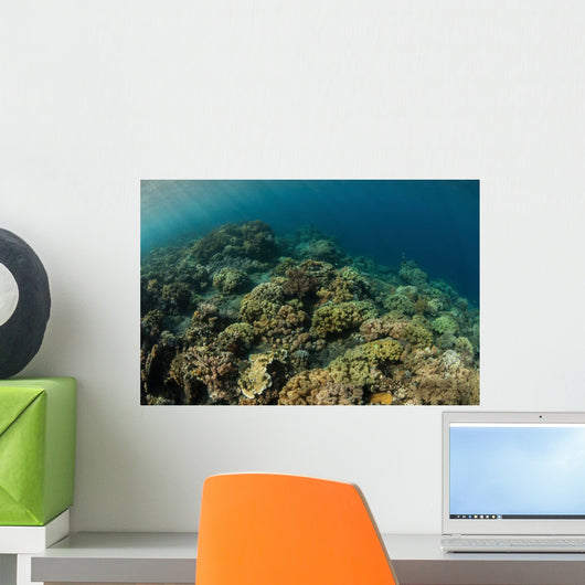 Field Soft Corals Grows Wall Decal