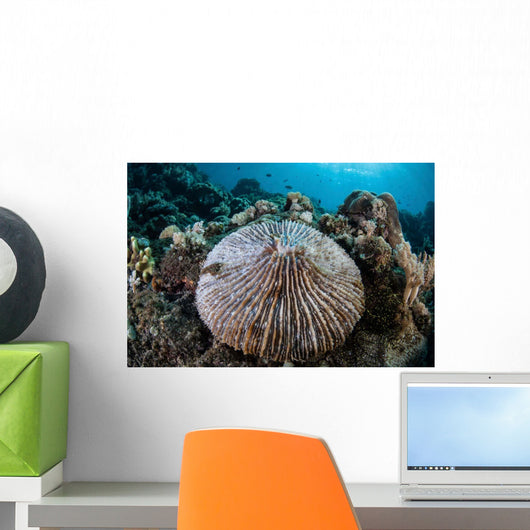 Mushroom Coral Grows Reef Wall Decal