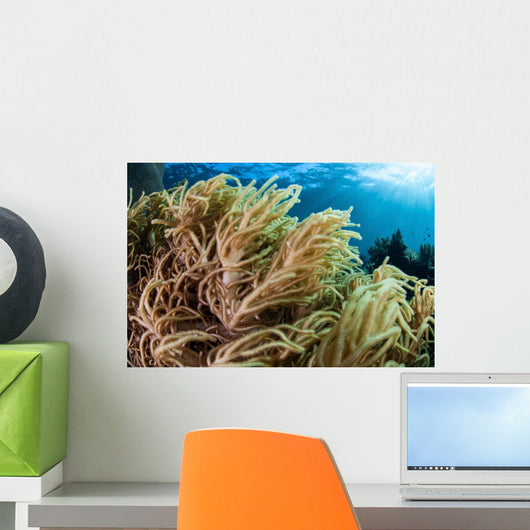 Soft Coral Colony Grows Wall Decal