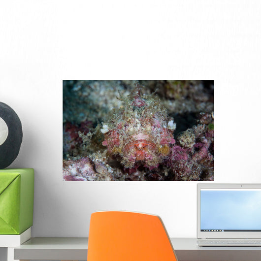 Well-camouflaged Scorpionfish Lays Coral Wall Decal Design 2
